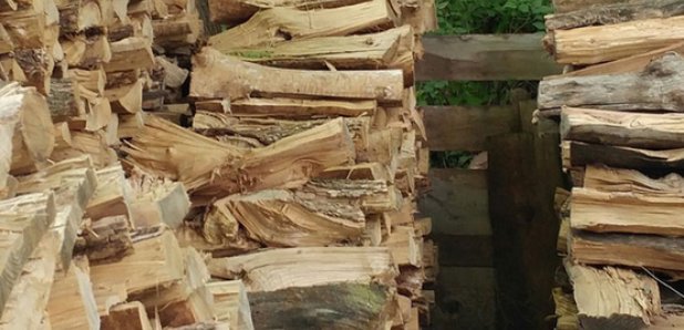 Spot the hidden cat